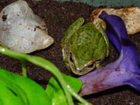 Pacific Tree Frogs